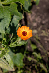 Calendula Officinalis Flower Close Up, Medicinal Orange Blossom in Garden