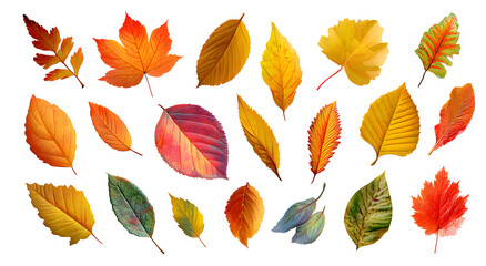 Collection of assorted colorful autumn leaves set various shapes isolated on transparent background, botanical decorative illustration

