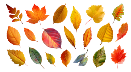 Collection of assorted colorful autumn leaves set various shapes isolated on transparent background, botanical decorative illustration

