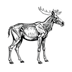 Detailed Cervine Anatomy: Moose Skeleton and Musculature