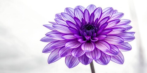 Obraz premium A close up of a vibrant purple dahlia flower with delicate petals against a softly blurred white background showcasing intricate detail and natural beauty