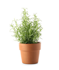 Potted rosemary plant on white background