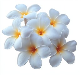 Close-up of a cluster of delicate white plumeria flowers with soft yellow and orange centers, showcasing smooth petals and a fresh, natural appearance