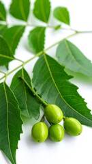 Fototapeta premium Close-up of neem leaves and fruit