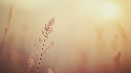 Obraz premium Single grass plant in serene field at sunrise
