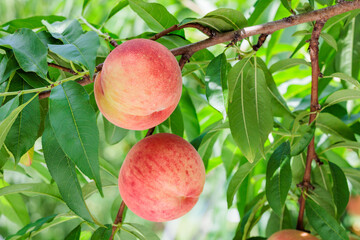 Peaches ripening in the orchard.