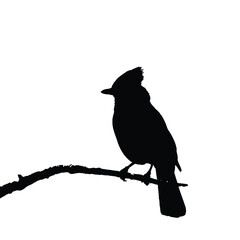 Silhouette of a bird with a crest perched on a branch