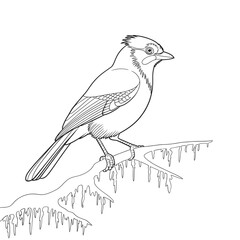Detailed sketch of a blue jay perched on a branch