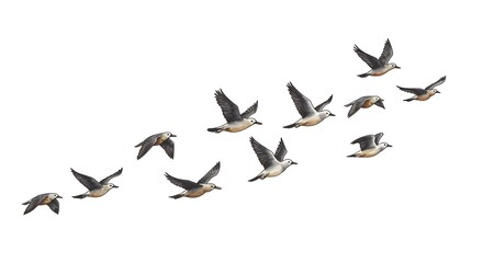 Obraz premium Wings of a Chorus