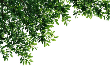 Lush green leaves forming a corner border against a transparent background