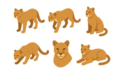 Set of mountain lion in various poses on white background