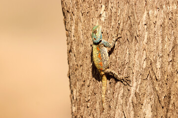 A South African tree agama lizard camouflaged on tree bark