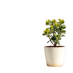 Obraz premium Potted green plant against pure black background