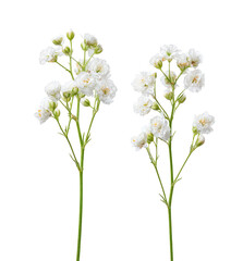 Two stems of white flower clusters