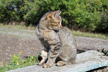 Gray cat sitting on a wooden bench in the garden. Young Cat Looking Away