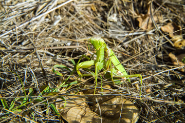 Portrait of a mantis in withered autumn grass. Insect mantis close-up