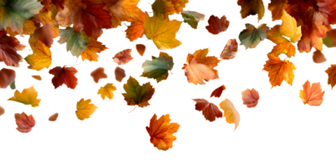 Autumn leaves falling from top to bottom on transparent background. Autumn background for you design