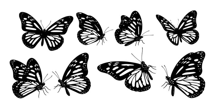 Monarch butterflies set. Vector illustration isolated on white background
