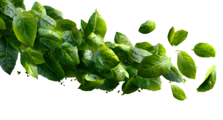 Green leaves flying in the air isolated on transparent background.