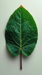 Textured green leaf shows delicate veins on light background
