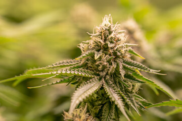 female blossom marijuana SoG Sea of Green net hemp cultivation technique Growing pot indoor bloom stage growth Medical