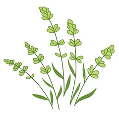 Green herbal plant or lavender doodle vector illustration. Hand drawn bouquet, floral decor with flowers and branches
