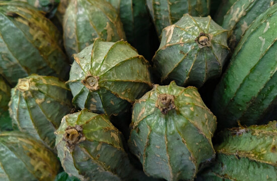 selective image of Luffa also known as (tori) are very nicely arranged in rows at the vegetable market in Karachi, Pakistan. fresh Zucchini