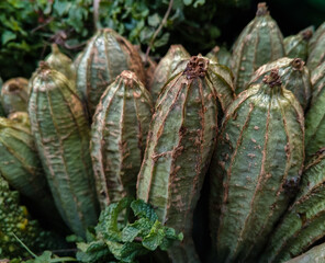 selective image of Luffa also known as (tori) are very nicely arranged in rows at the vegetable market in Karachi, Pakistan. fresh Zucchini