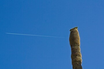 Saguaro Cactus, Carnegiea gigantea, getting ready to bloom, Arizona. A jet's contrail is in the background.