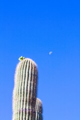 Saguaro Cactus, Carnegiea gigantea, getting ready to bloom, Arizona. The moon is in the sky.