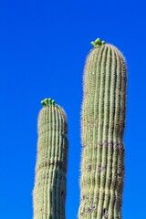 Saguaro Cactus, Carnegiea gigantea, getting ready to bloom, Arizona.