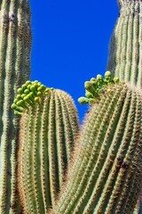 Saguaro Cactus, Carnegiea gigantea, getting ready to bloom, Arizona.