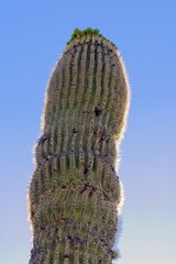 Backlit Saguaro Cactus, Carnegiea gigantea, getting ready to bloom, Arizona.