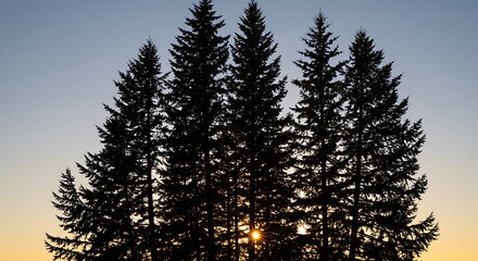 Sun-Kissed Silhouettes