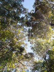 Radiant Morning Rays Over Park Treetops.