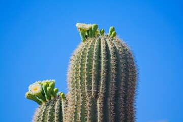 Saguaro Cactus, Carnegiea gigantea, blooming, Arizona.