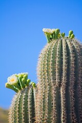 Saguaro Cactus, Carnegiea gigantea, blooming, Arizona.
