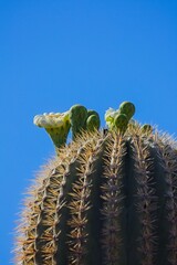 Saguaro Cactus, Carnegiea gigantea, blooming, Arizona.