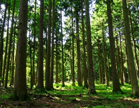 Sunlight filtering through a dense forest