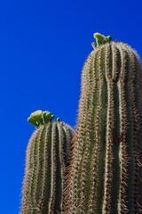 Saguaro Cactus, Carnegiea gigantea, blooming, Arizona.