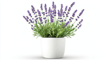 Lavender plant in white pot, showcasing vibrant purple flowers and lush green foliage, perfect for home decor and relaxation