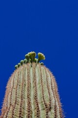 Saguaro Cactus, Carnegiea gigantea, blooming, Arizona.