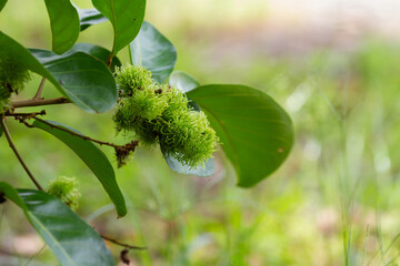 Close-up of young green rambutan fruits on tree branch with fresh leaves, showing tropical agriculture, exotic fruit growth, and natural farming concept.