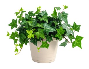 Potted Ivy Plant Close Up.