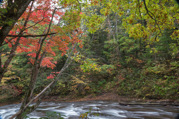 秋色に染まる渓流