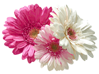 Close-up of three vibrant gerbera daisies, pink and white, in a bouquet