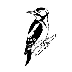 Fototapeta premium Woodpecker perched on a branch in black and white illustration 