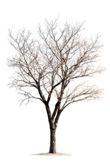 Dead tree isolated on white background.