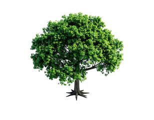 Isolated, lush green tree with full foliage and exposed roots against a black background