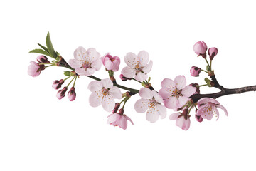 Delicate pink cherry blossoms bloom on a branch, signaling spring.